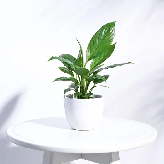 UGAOO Apple Ceramic Pot (Small, White) - (10cm x 10cm x 8cm)